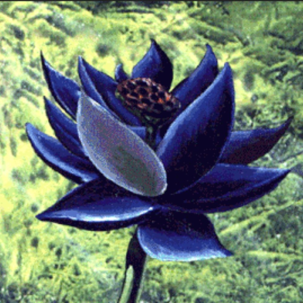 Meet your Posher, Jay